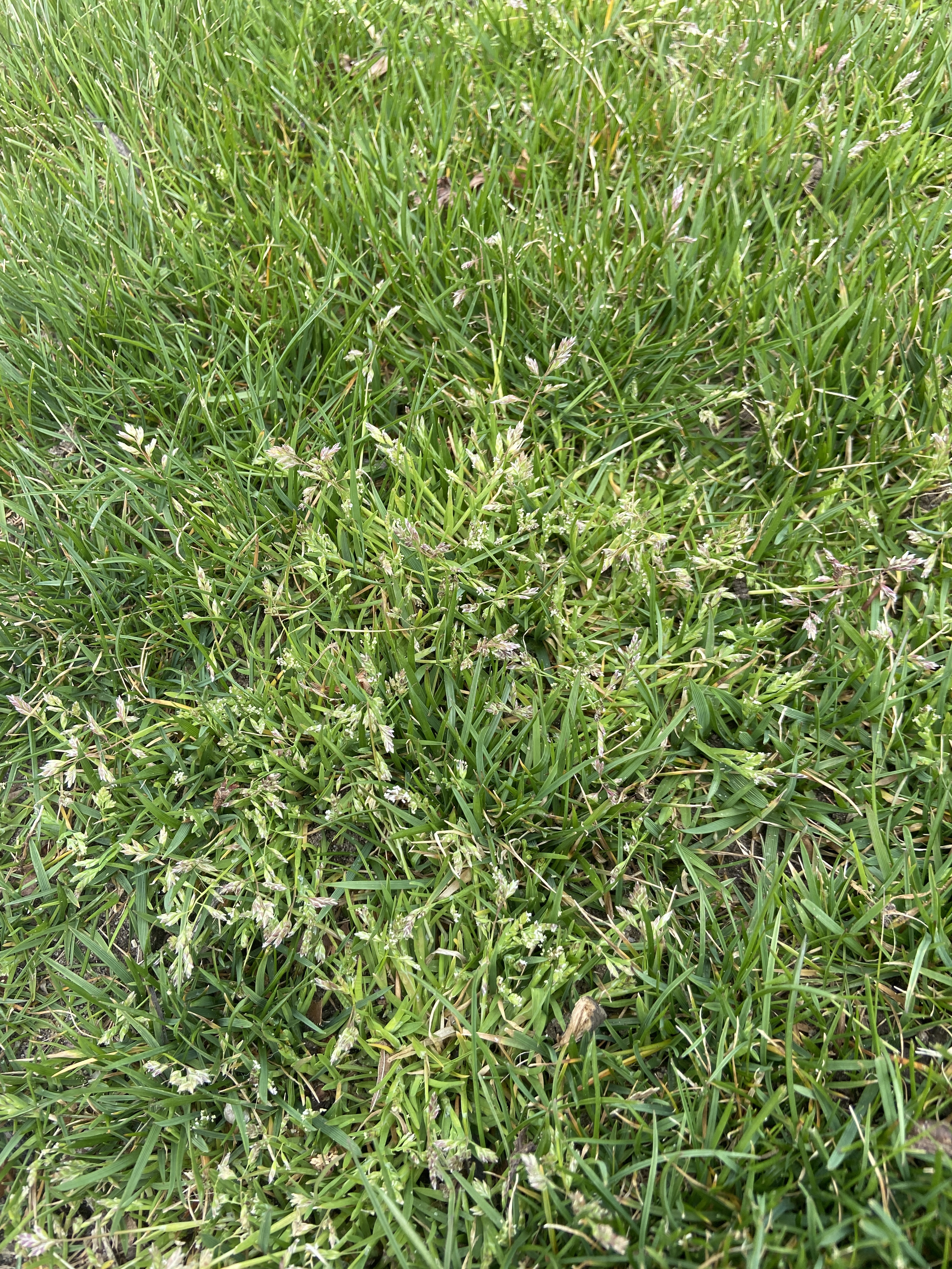 Cache Grass 738B2876 5500 4D52 94C2 0117ECF73811 — Postimages