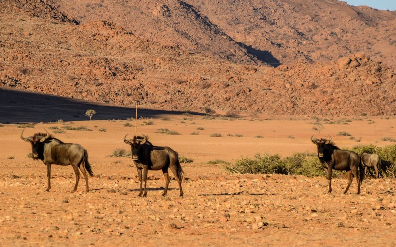 Африканские каникулы - зверики Крюгера, пески Намибии, воды Виктории