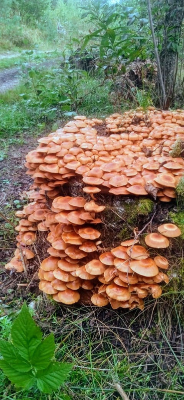 IMG-20240902-WA0001 (2)