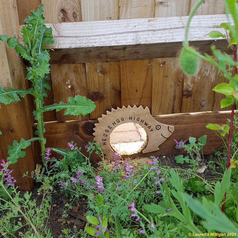 Hedgehog highway