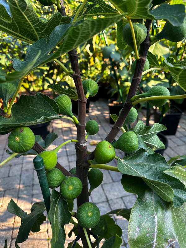 figs-739.jpg