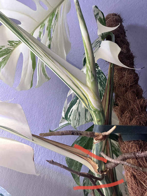 70CC6EE1-98AD-4C21-BA48-A0C20FB2561C