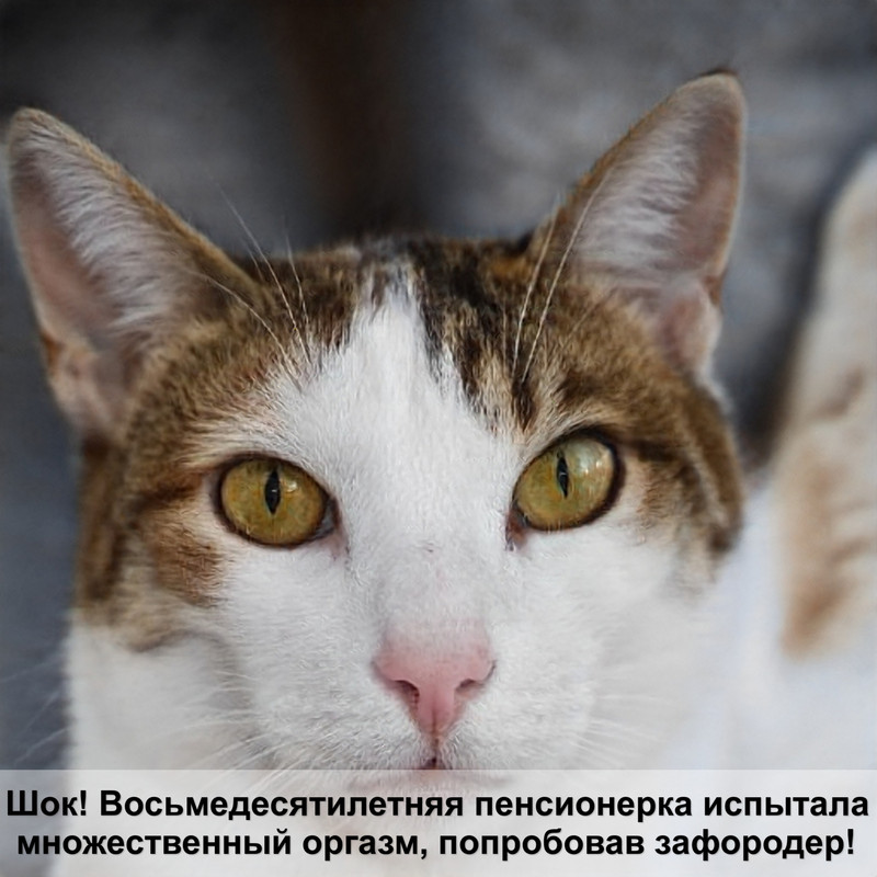 покраснение глаза у кошки