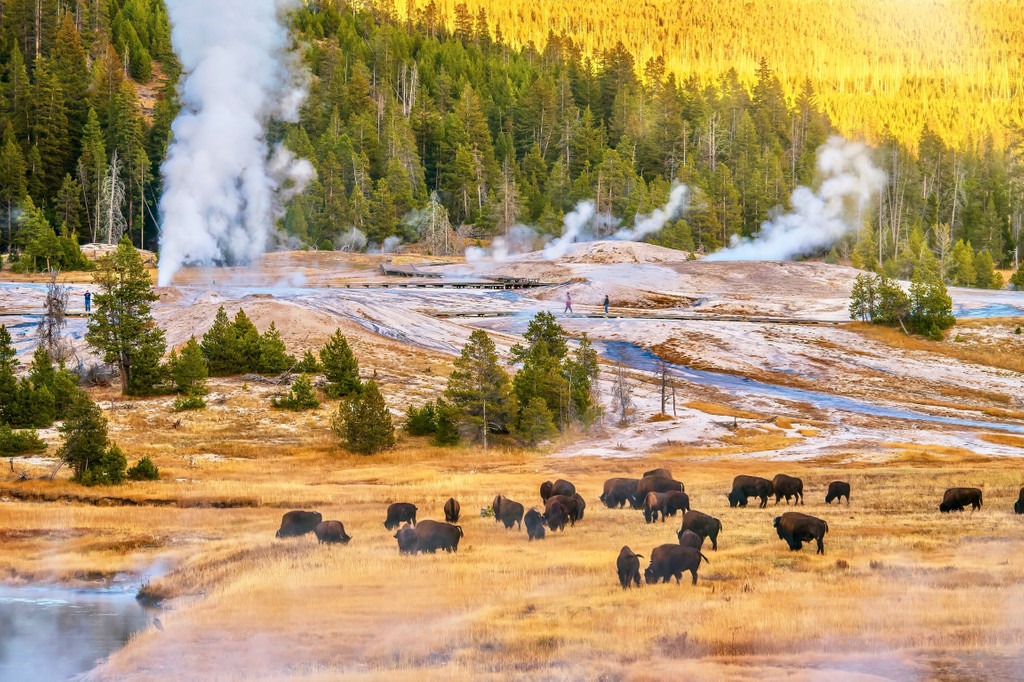 Yellowstone National Stop, USA