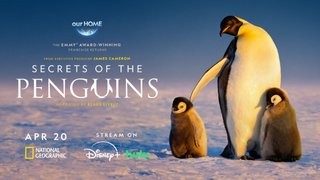 Secrets-of-the-Penguins-S01-2160p-DSNP-WEB-DL-DDP5-1-DV-HDR-H-265-HUN-AWS.jpg