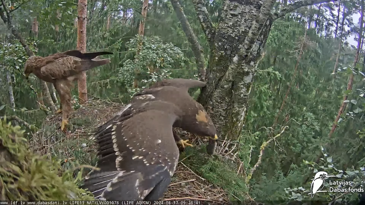 Mazais ērglis (Clanga pomarina), ligzda bērzā - LDF tiešraide 11-40-16 screenshot (1)