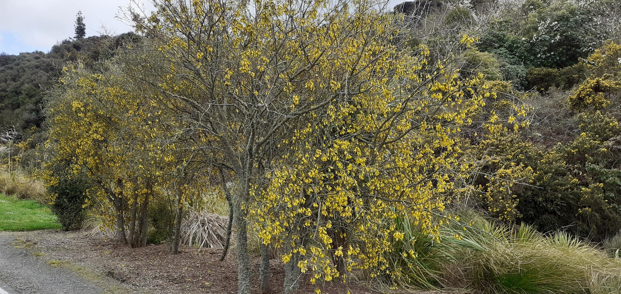 The Kowhai Tree