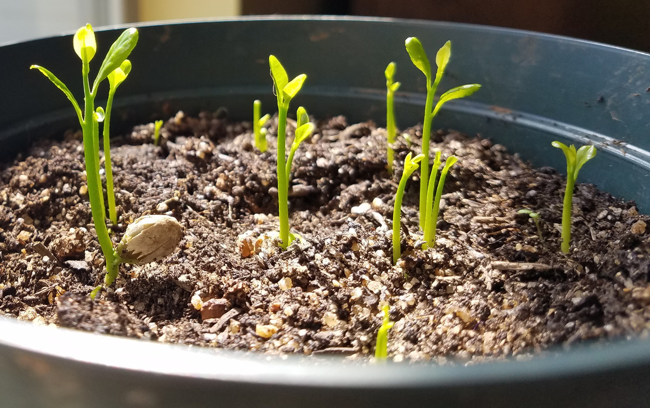hybrid seedlings1