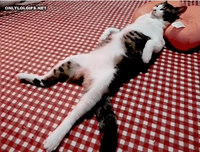 giphy-3.webp
