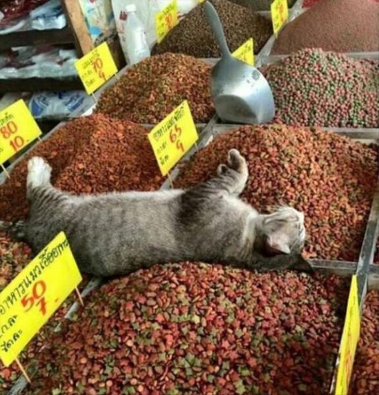 Cat Humor #8