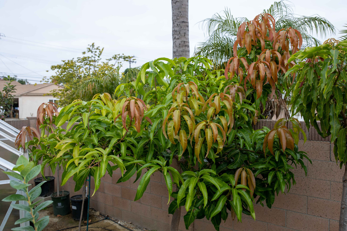 8U1A4367  Coconut Cream-Seacrest Mango Tree with New Growth (9-19-2021)