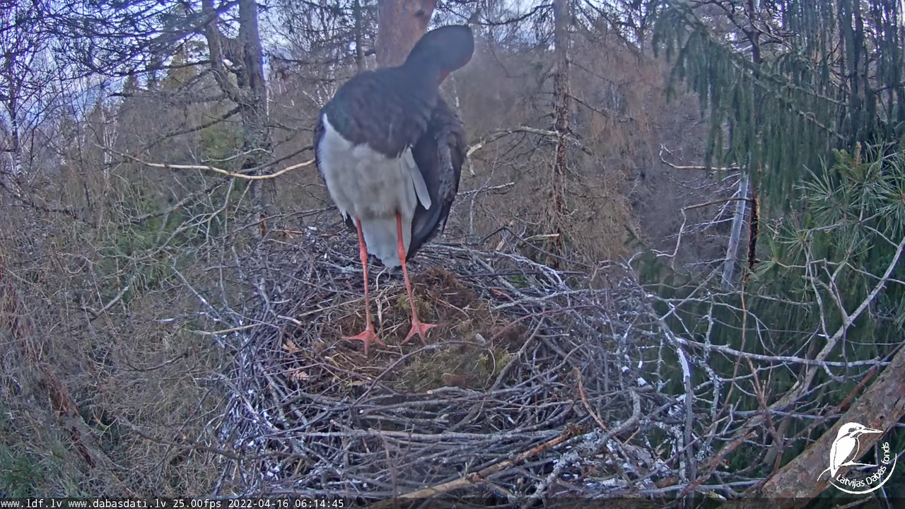 Melnais stārķis (Ciconia nigra) Siguldas novadā - LDF tiešraide 9-22-55 screenshot