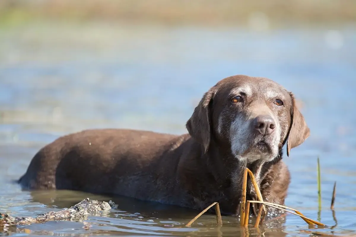 Low Impact Workouts for Senior Pooches at Home