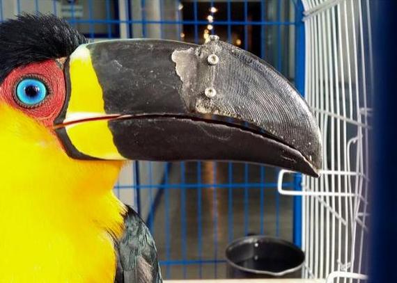 3d-printed-beak
