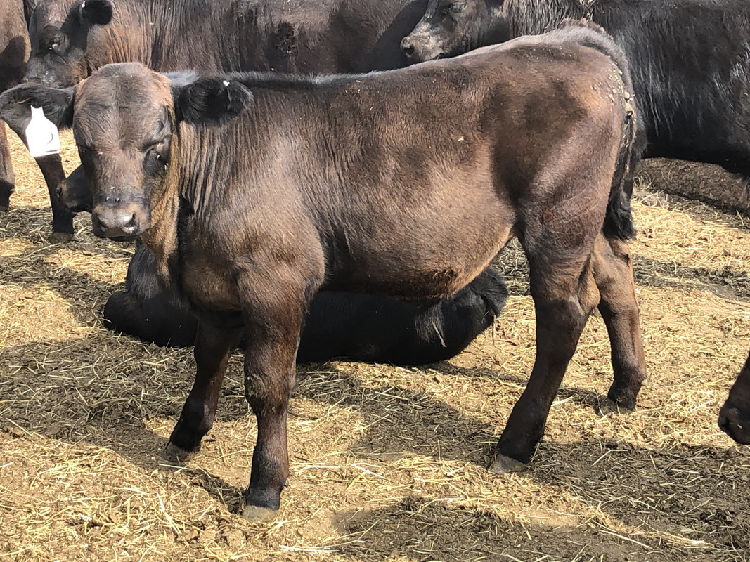Boulder calf 2020-08-07 16.47.05