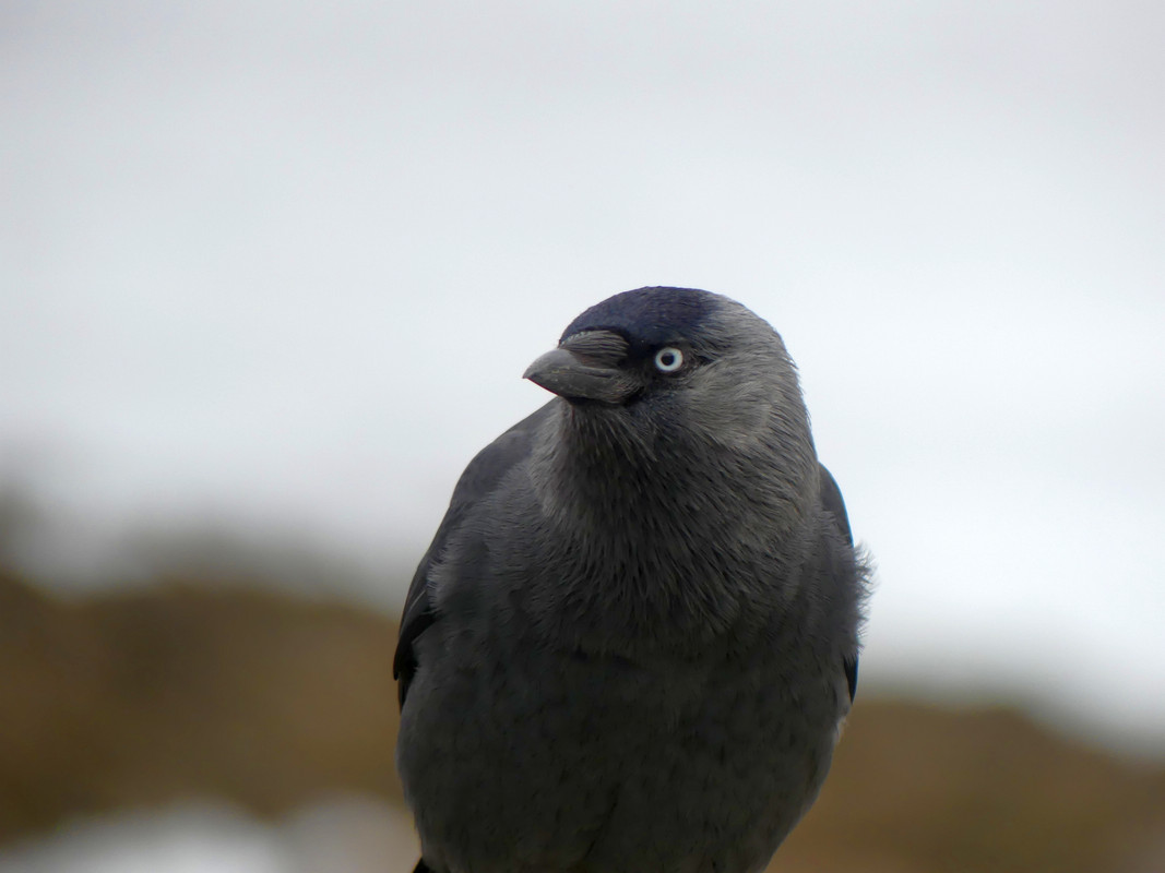 JACKDAW 4