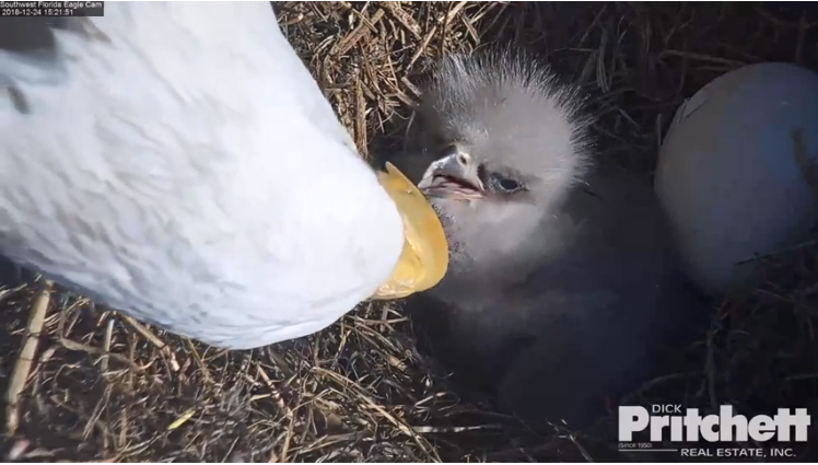 Harriet 20181224-14 copy