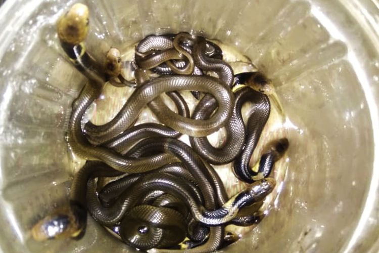 Tim SAR LPJ di Kabupaten Ngawi berhasil mengamankan 8 ekor anak ular kobra yang diduga sedang berburu tkus atau cicak di salah sau rumah warga di Desa Mantingan.im SAR LPJ di Kabupaten Ngawi berhasil mengamankan 8 ekor anak ular kobra yang diduga sedang berburu tkus atau cicak di salah sau rumah warga di Desa Mantingan.