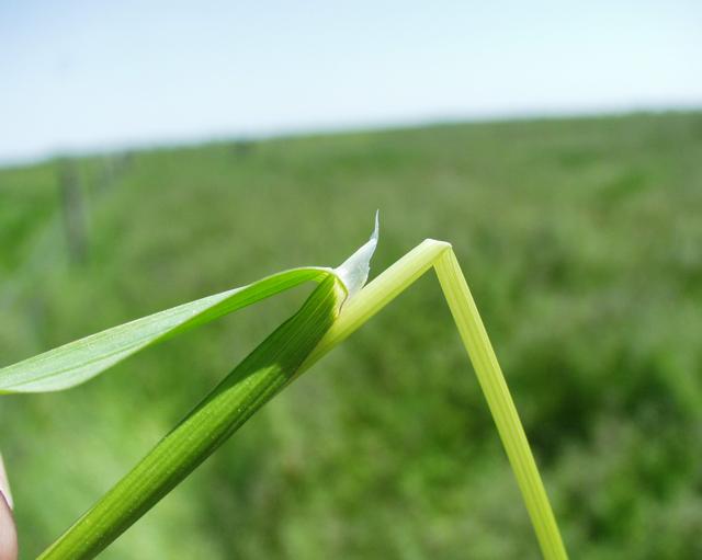 Poa_trivialis_______________23_05_2001_2