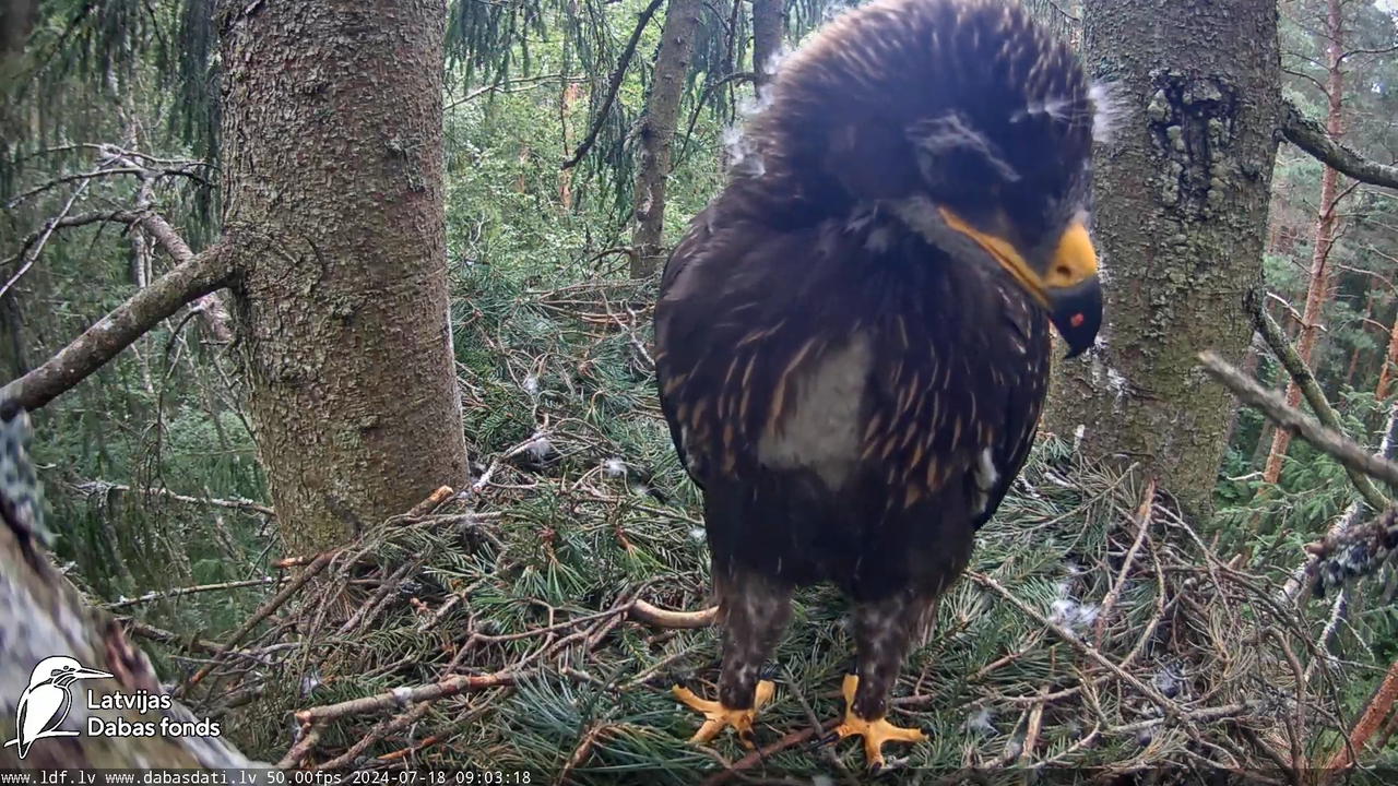 Mazais ērglis (Clanga pomarina), ligzda eglē __ Lesser spotted eagle in spruce, Zemgale, Latvia 15-1