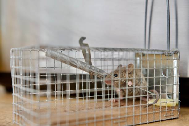 Solutions anti-infestation de rongeurs dans les Hauts-de-Seine
