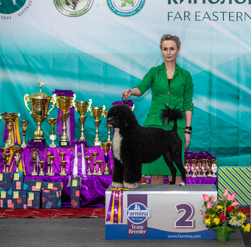 Щенки на выставке собак. Выставка собак 2022. 24 декабря краснодар выставка собак. Выставки собак 10 августа 2024 в ярославле. 24 декабря краснодар выставка собак.
