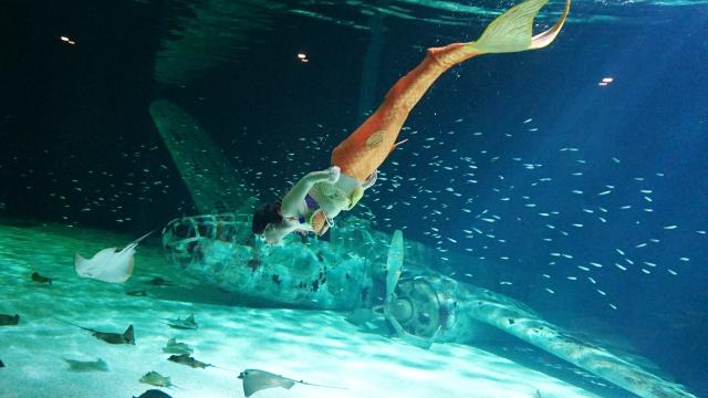 le-croisic-une-sirene-dans-les-bassins-de-l-ocea