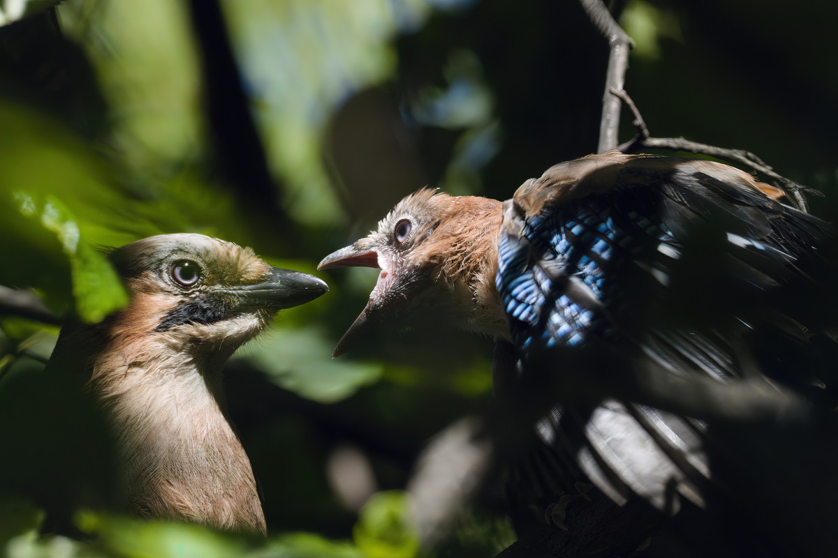 0F3A1585-gigapixel-very_compressed-scale-1_00x