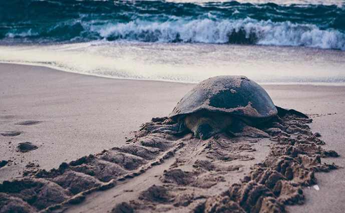 El mar Arábigo: El legado de una tortuga Webdl 720p Español