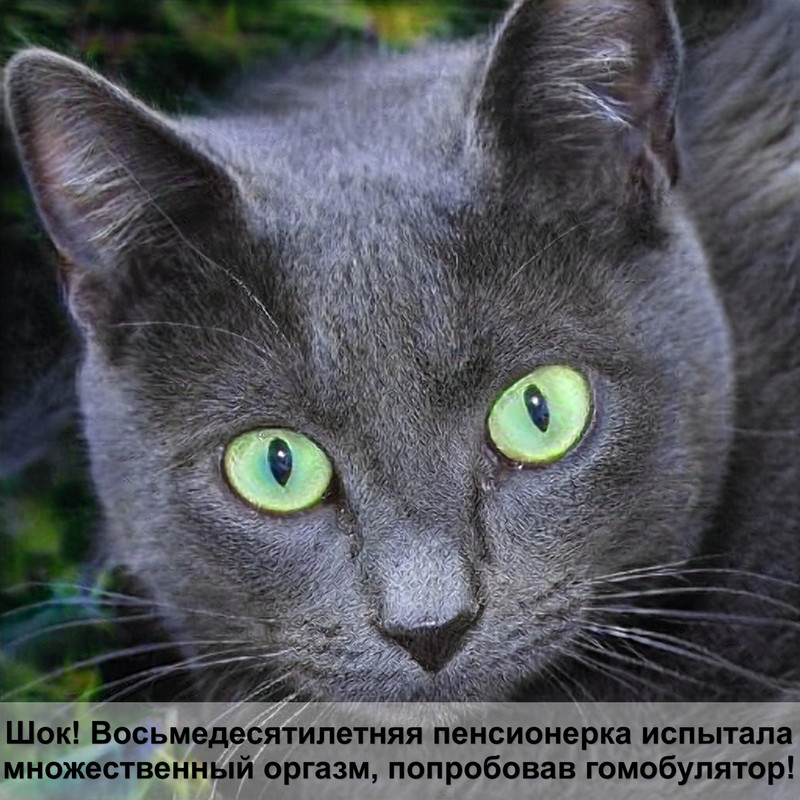 дикие кошки фото