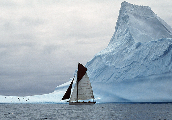 [Imagen: Curlew-with-iceberg.jpg]