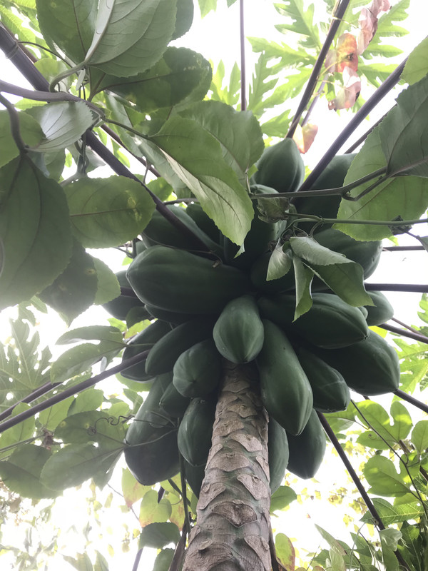 Red Lady Papaya Seedling 112018