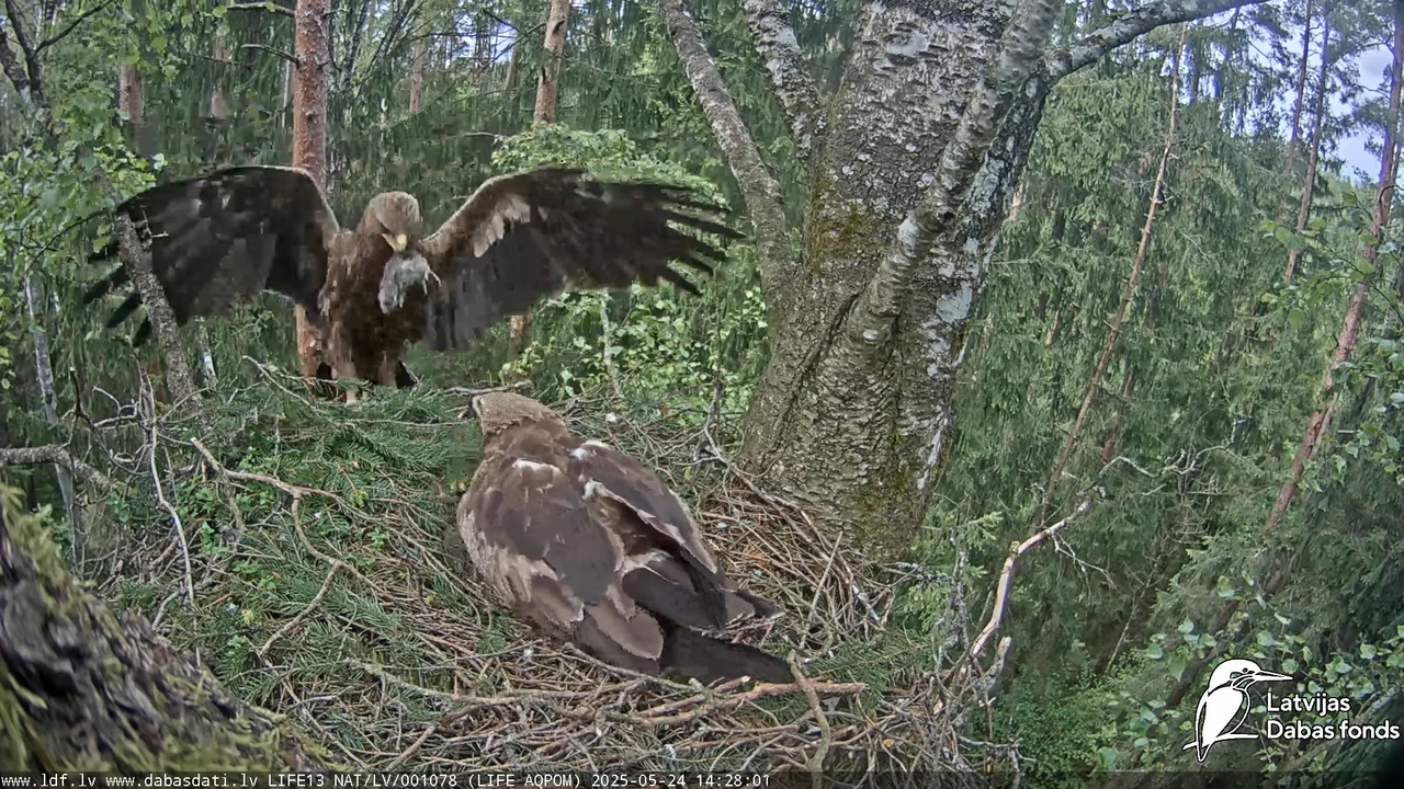 Mazais ērglis (Clanga pomarina), ligzda bērzā 14-50-36 screenshot