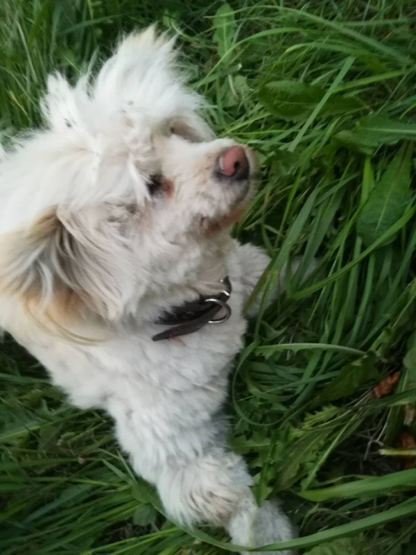 соба с раненой лапой-2