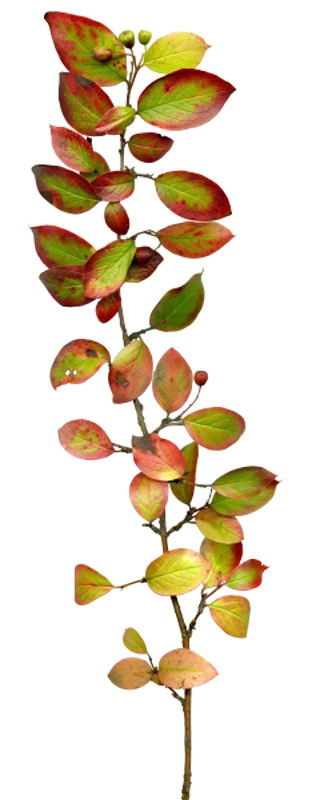 IPD_AH_Element (146)