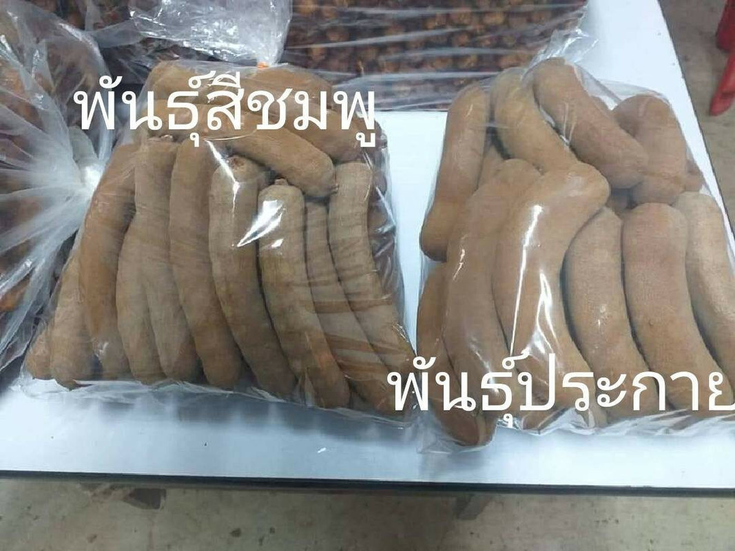 MK-2-เปรียบเทียบขนาดฝักระหว่างประกายทองกับสีชมพู