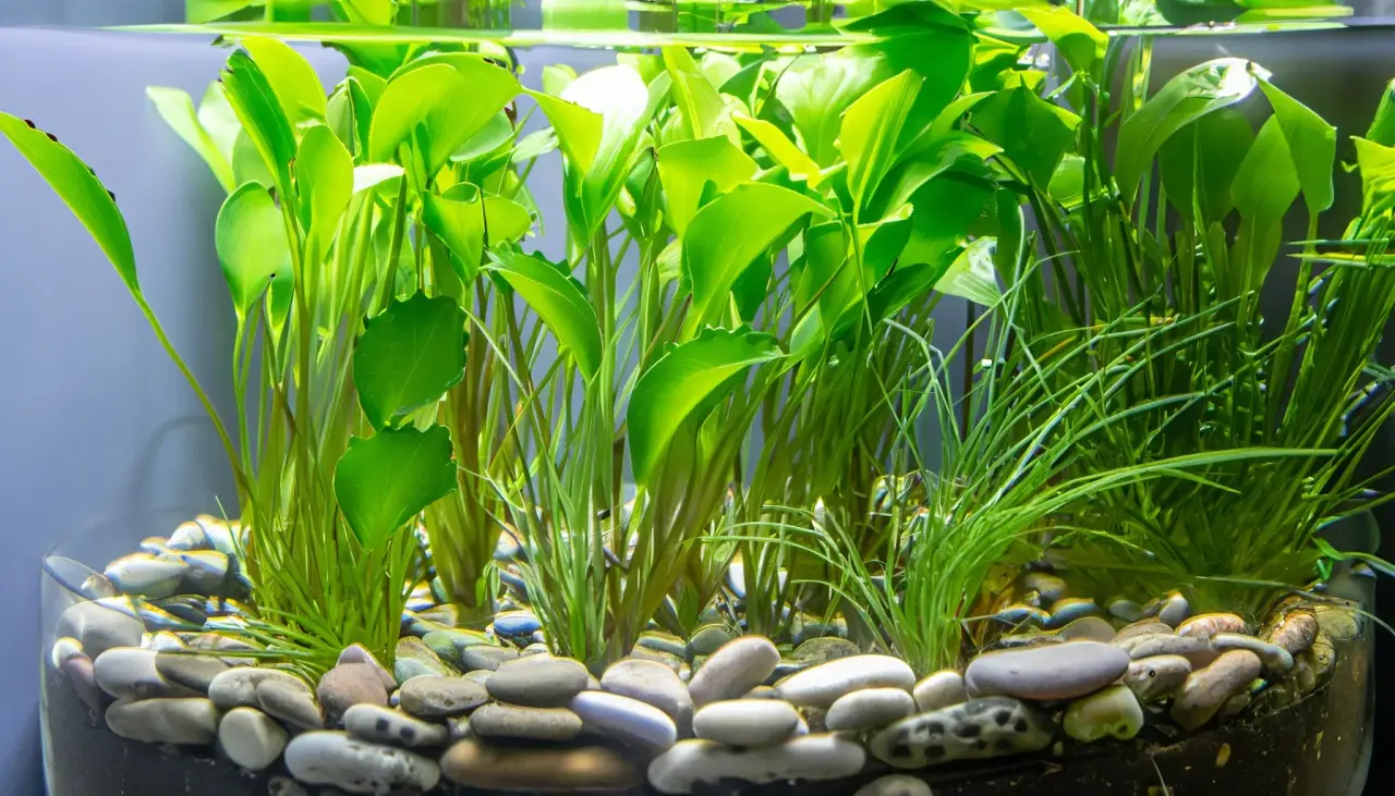 Dry Start Method VS Flooding A Comprehensive Comparison