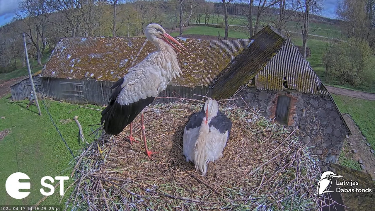 Baltie stārķi (Ciconia ciconia) Tukuma novadā - LDF tiešraide __ White storks in Tukums, Latvia 10-6