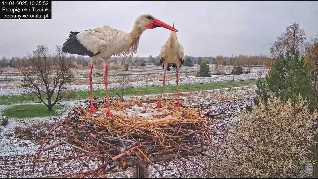 11042025bociany_4