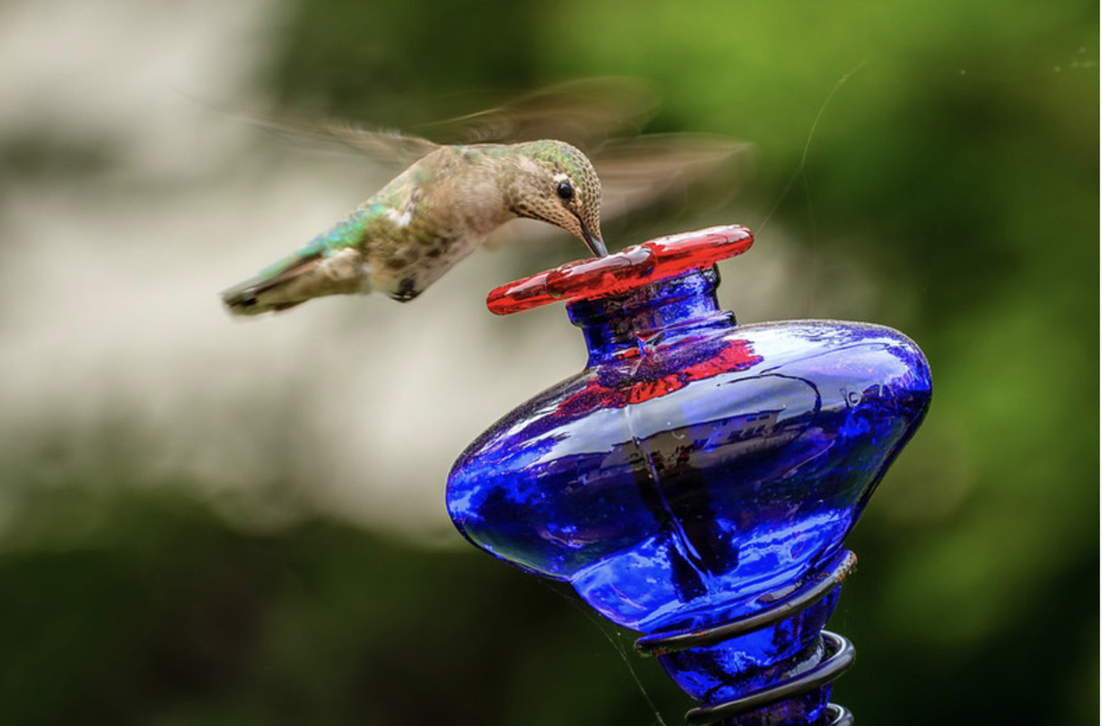 bluejar-bird.jpg