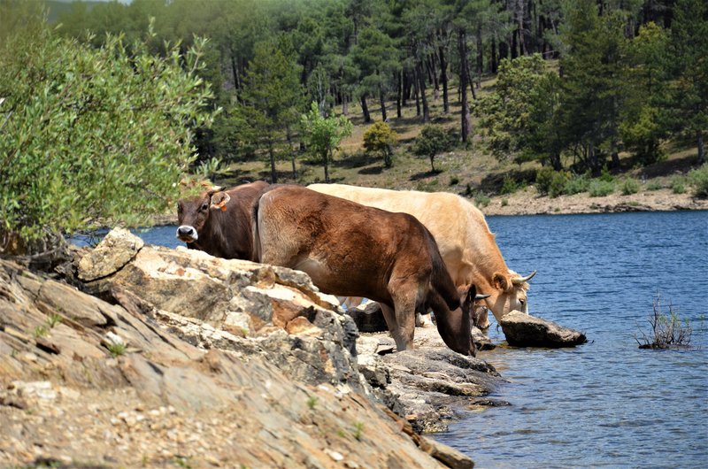 EMBALSE PUENTES VIEJAS, FORTINES Y ANIMALES-24-5-2014-MADRID - Paseando por España-1991/2024 (23)