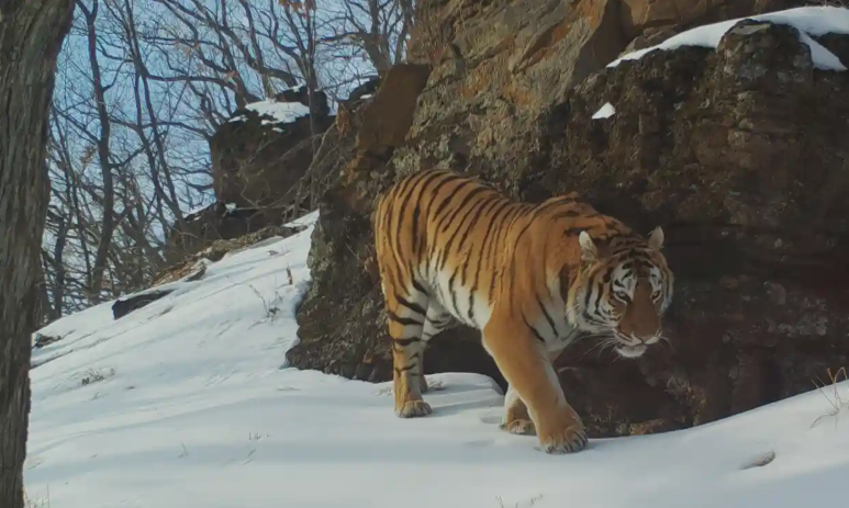Who would win in a fight between a Ngandong tiger and a Siberian