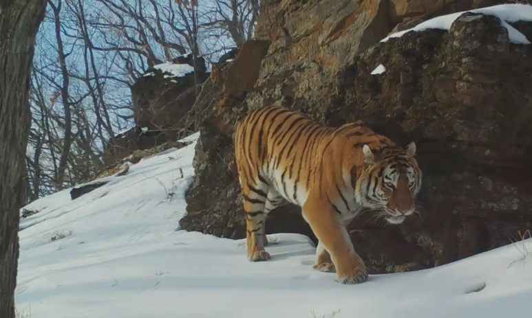 ON THE EDGE OF EXTINCTION - A - THE TIGER (Panthera tigris)