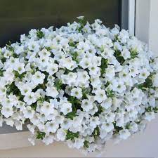 Без названия (1)