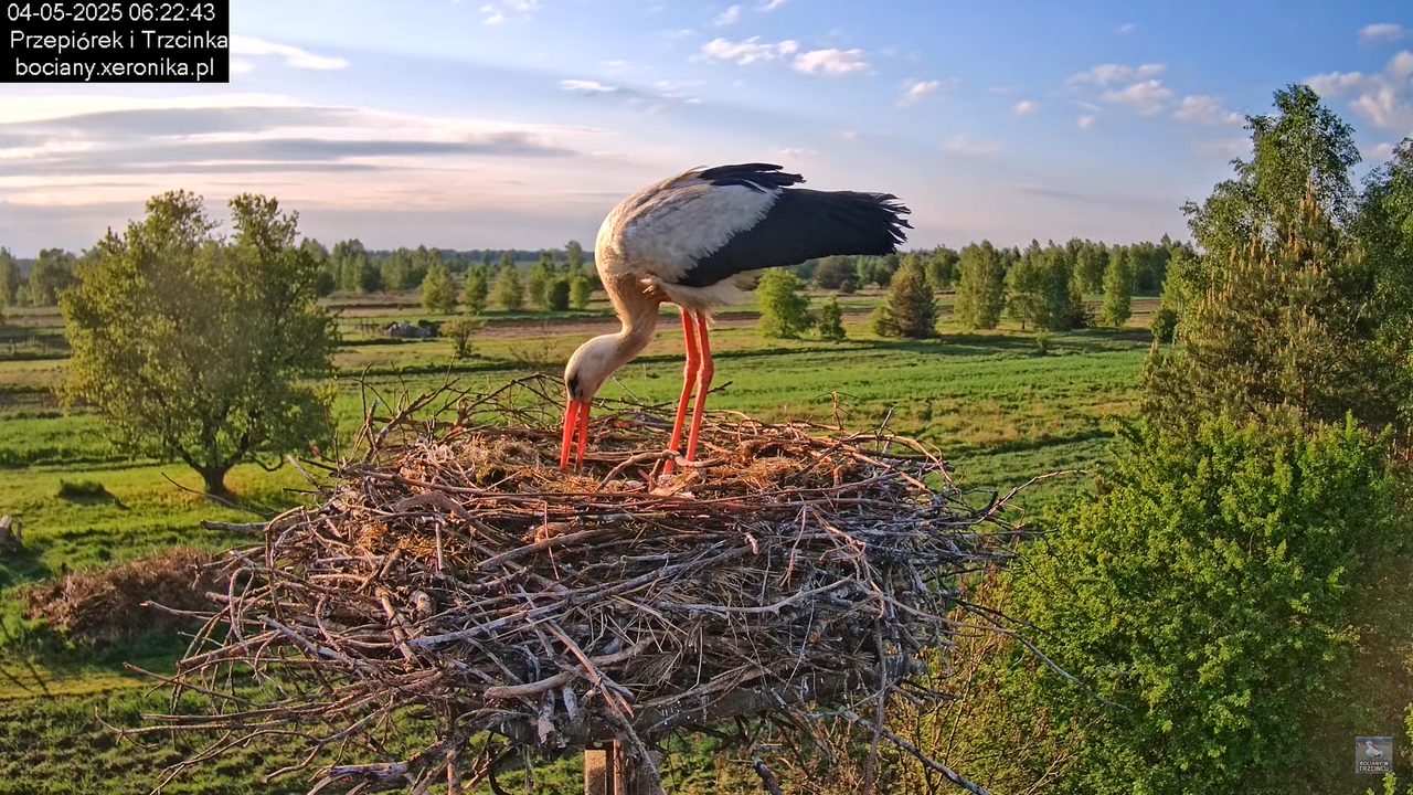 04052025bociany7