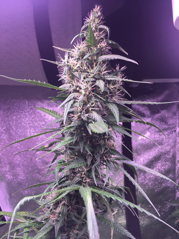 243A4946-2737-4E08-94E2-679CD4D70D10