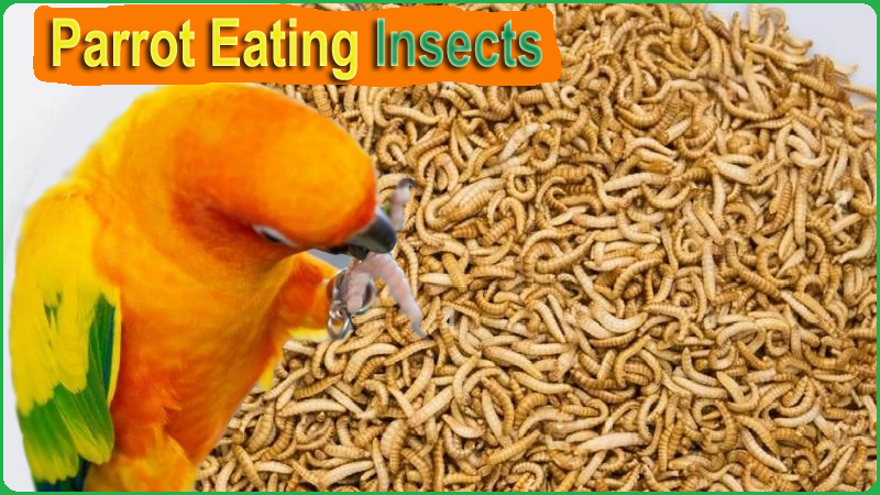 Do Parrots Eat Insects