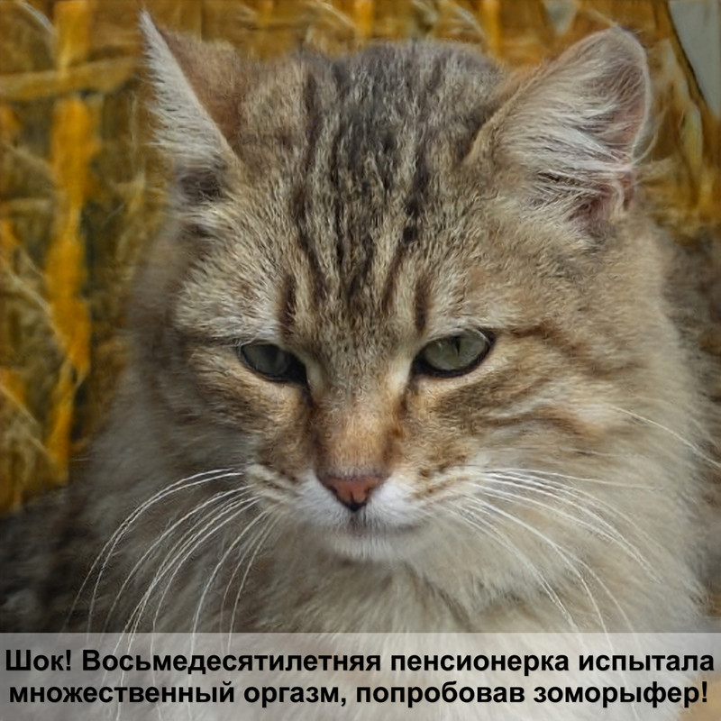 маленький кот