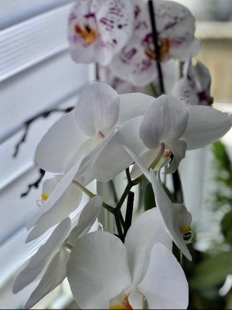 [Image: A137-FD84-0630-4-C9-D-B198-FFDE89-D3-A6-F7.jpg]
