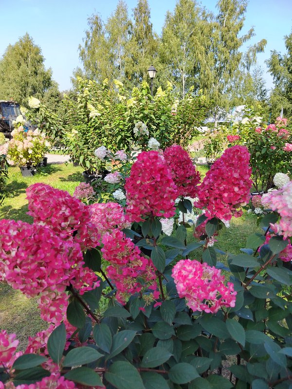 https://i.postimg.cc/rsJVJmGt/98-IMG-20230901-110122.jpg